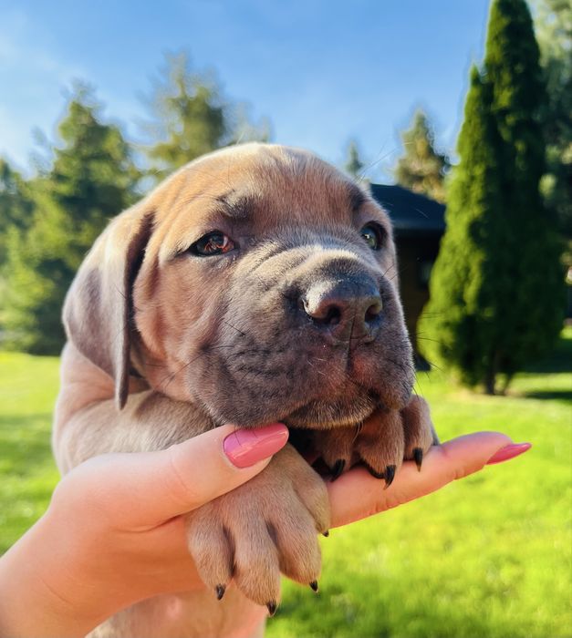 Szczenię Puma Nero FCI Cane Corso szczenie po GRAND CHAMPIONIE