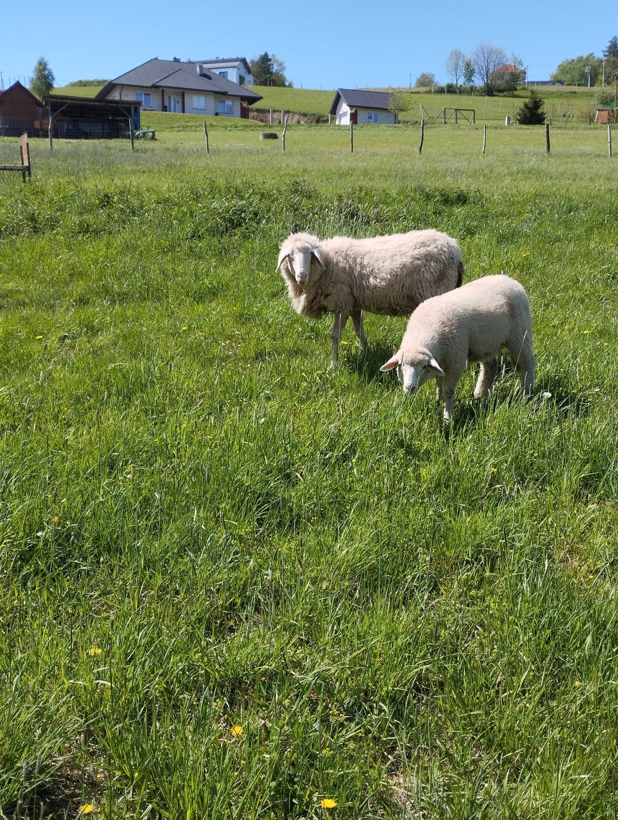 Owca berschaf 2 letnia