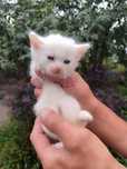 Отдам ангорских котят-девочек