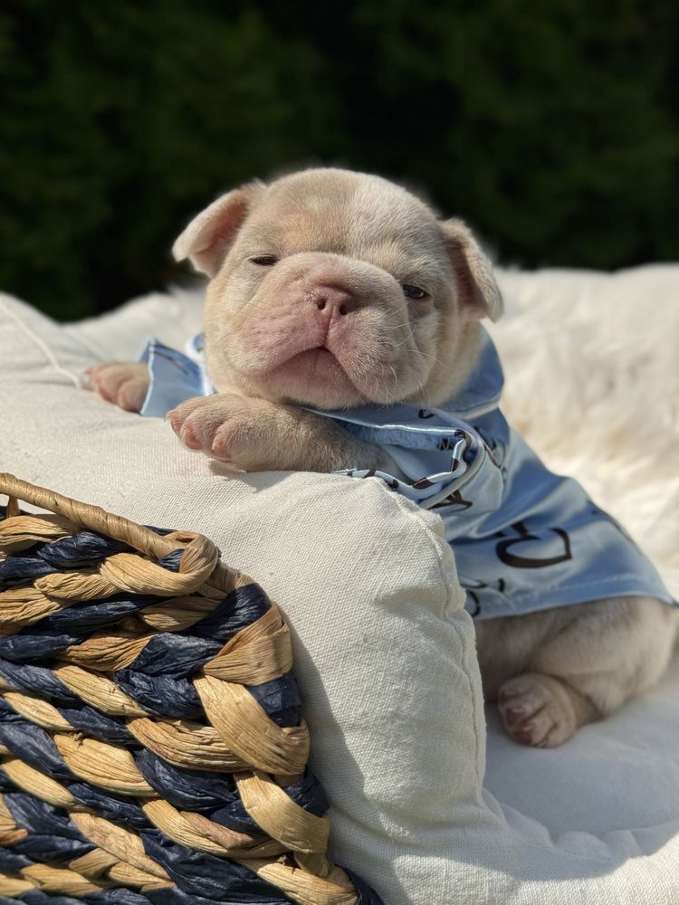 Buldog francuski piesek