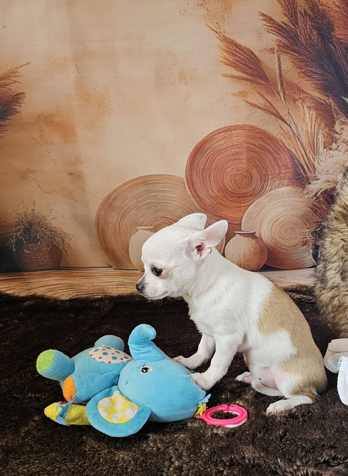 ***Piesek Xs chihuahua***