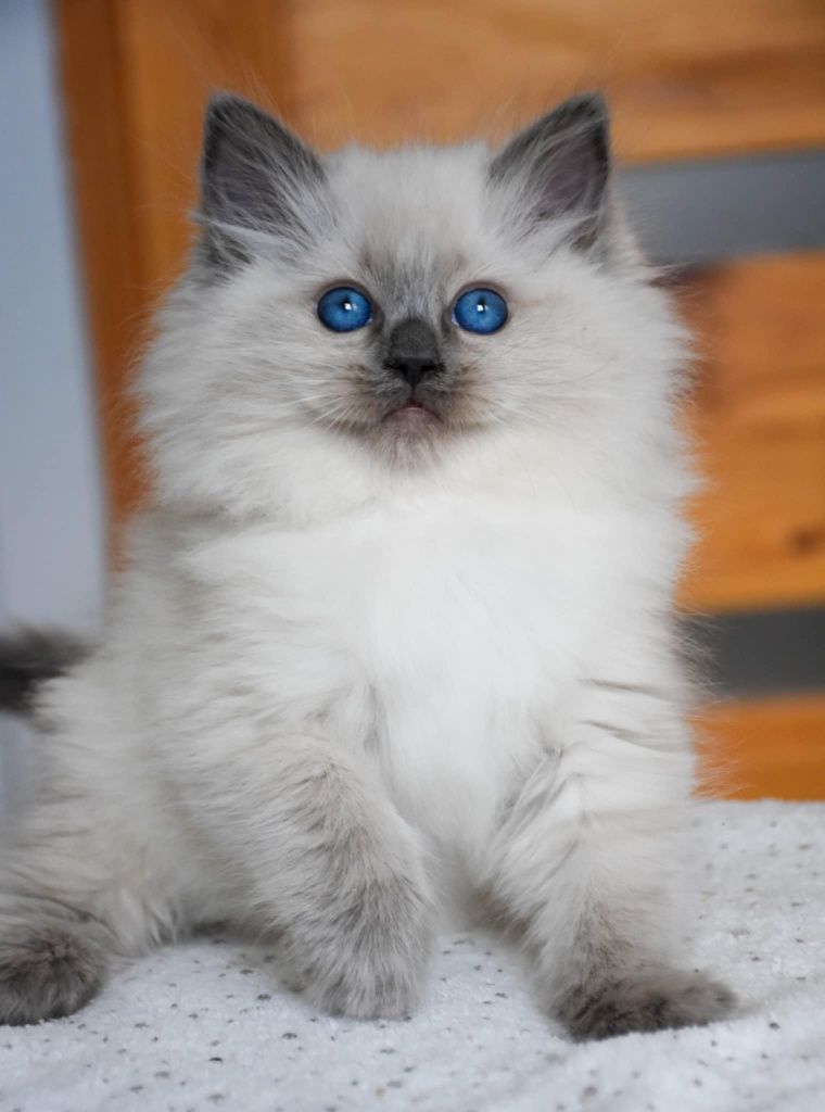 Kotka rasy Ragdoll.
