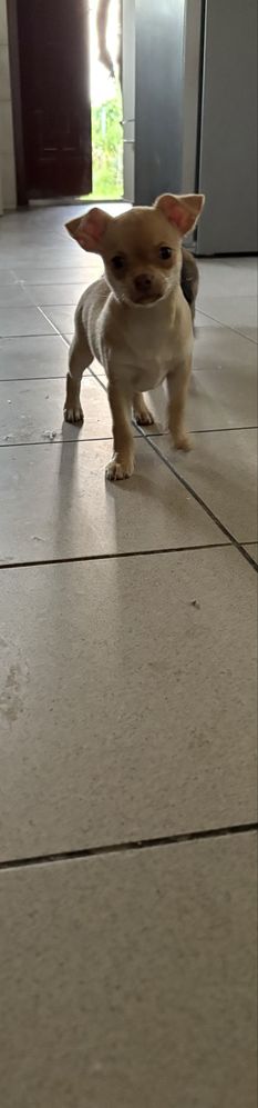 Piesek Chihuahua