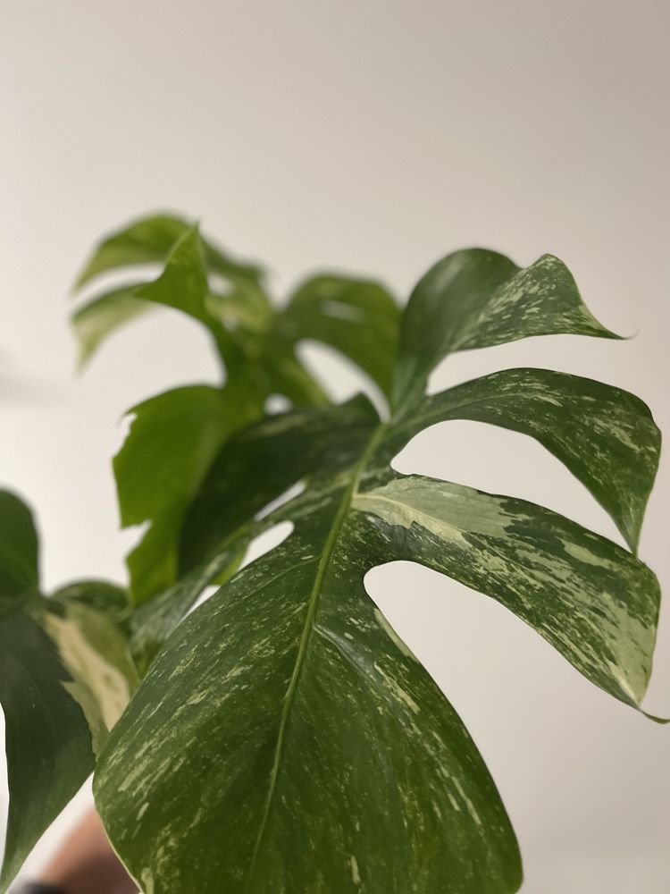 Monstera veriegata  albo  top cutting