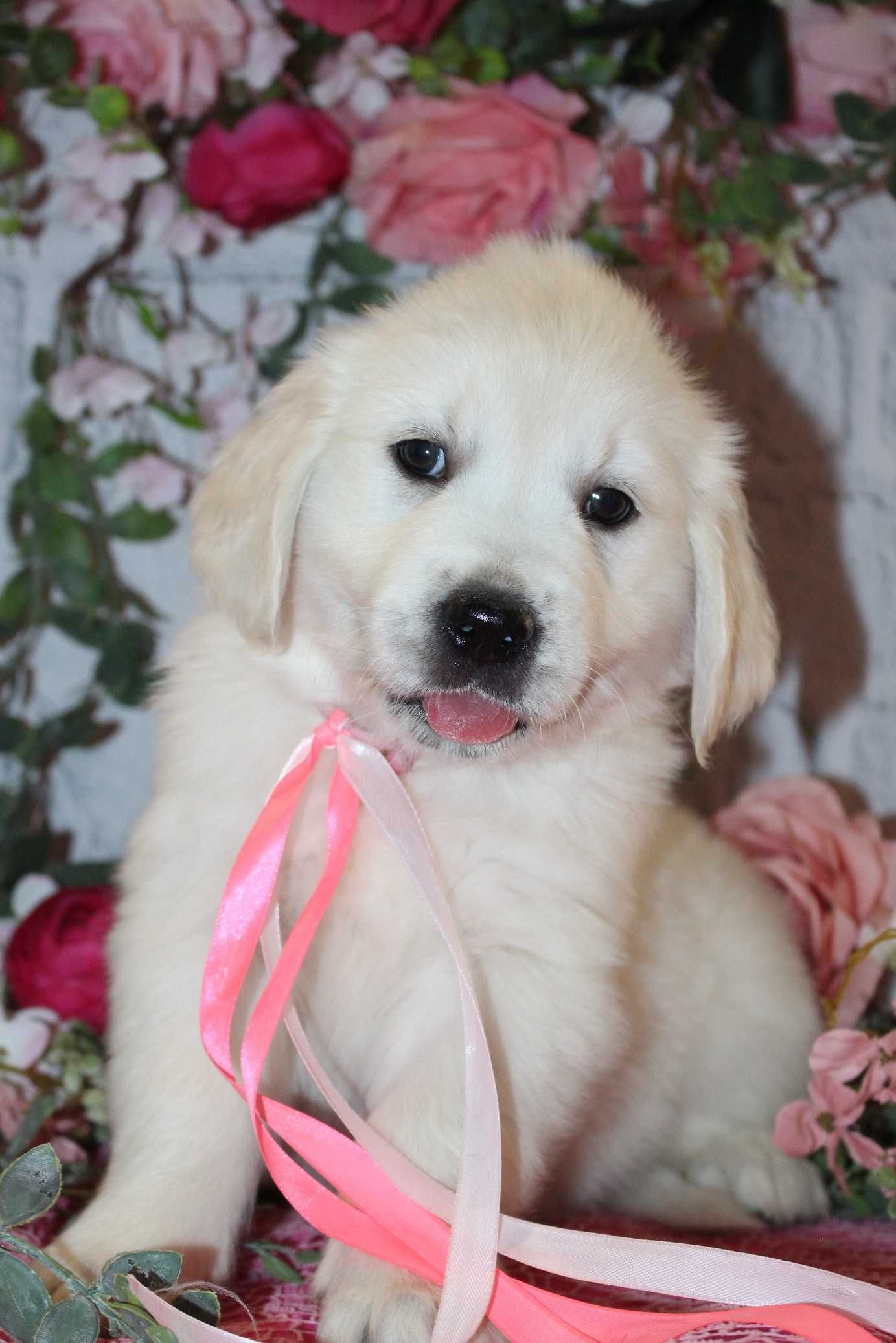 Suczka rasy Golden retriever FCI ZKwP