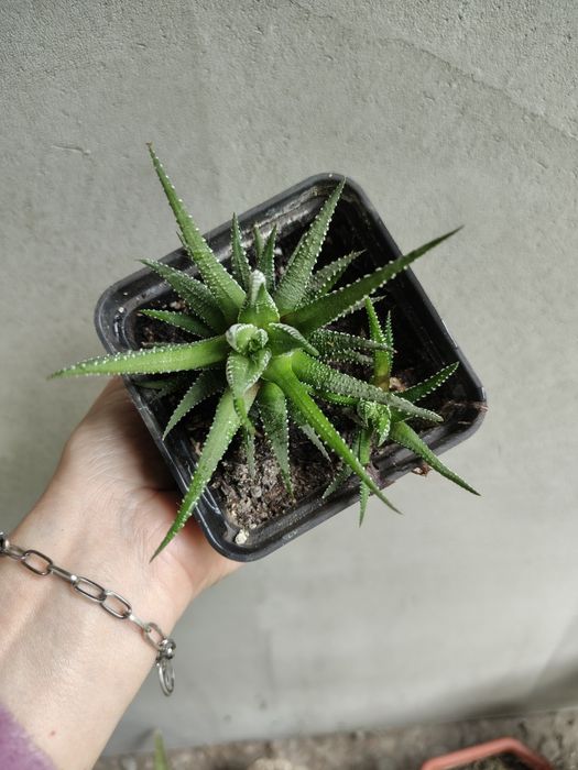 Неприхотливый Суккулент Хавортия