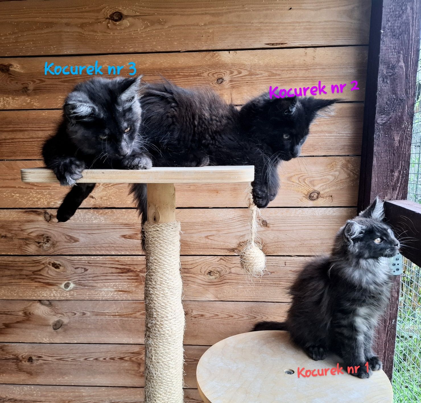 Śliczne kocurki Maine Coon FPL