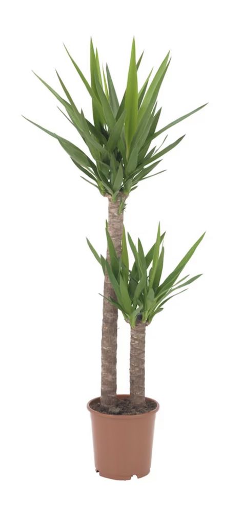 Yucca Elephantipes com vaso Ikea