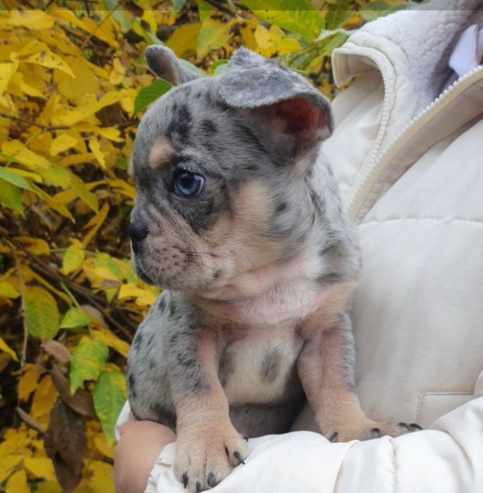 Шикарна красуня мерле