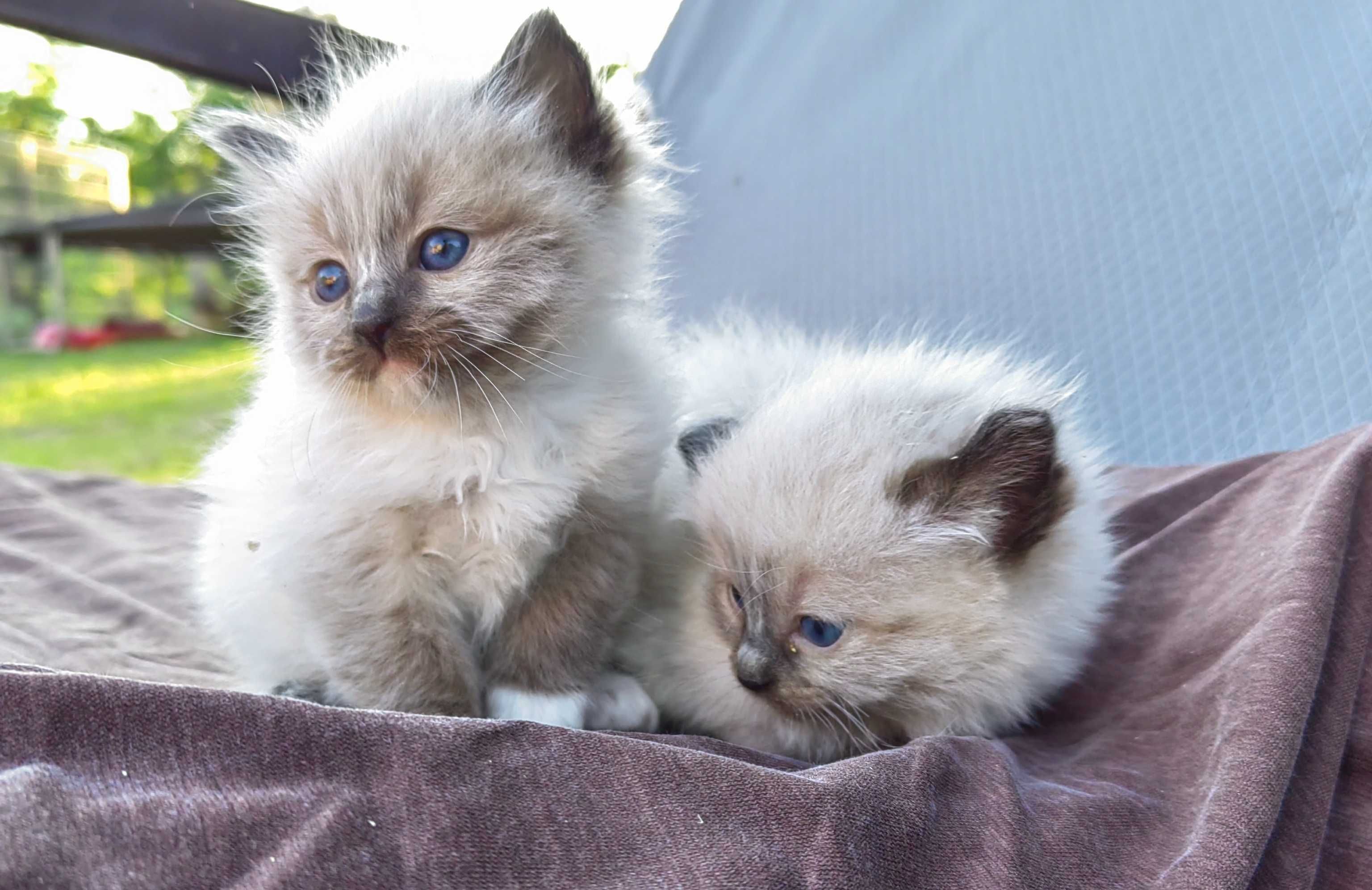 Ragdoll kotka     .