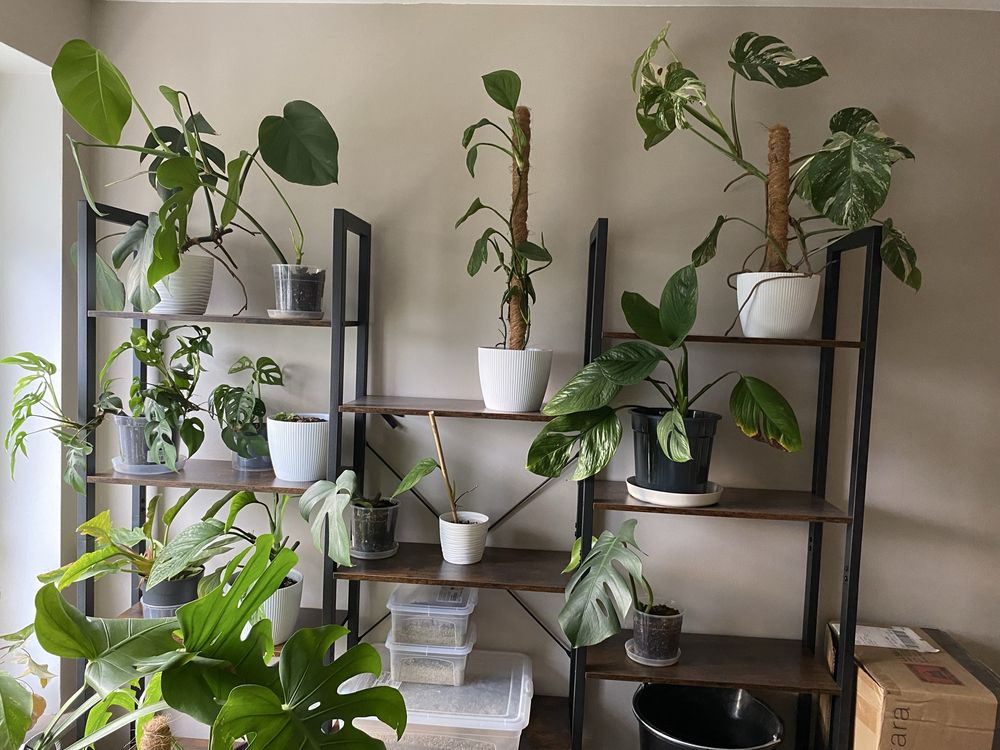 Monstera Deliciosa Variegata, pięknie wybarwiona