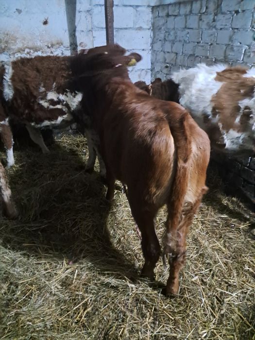 Jałóweczki jałóweczki