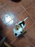 Beagle fémea 3meses
