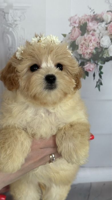 Дівчинка мальтипу ф1, міні