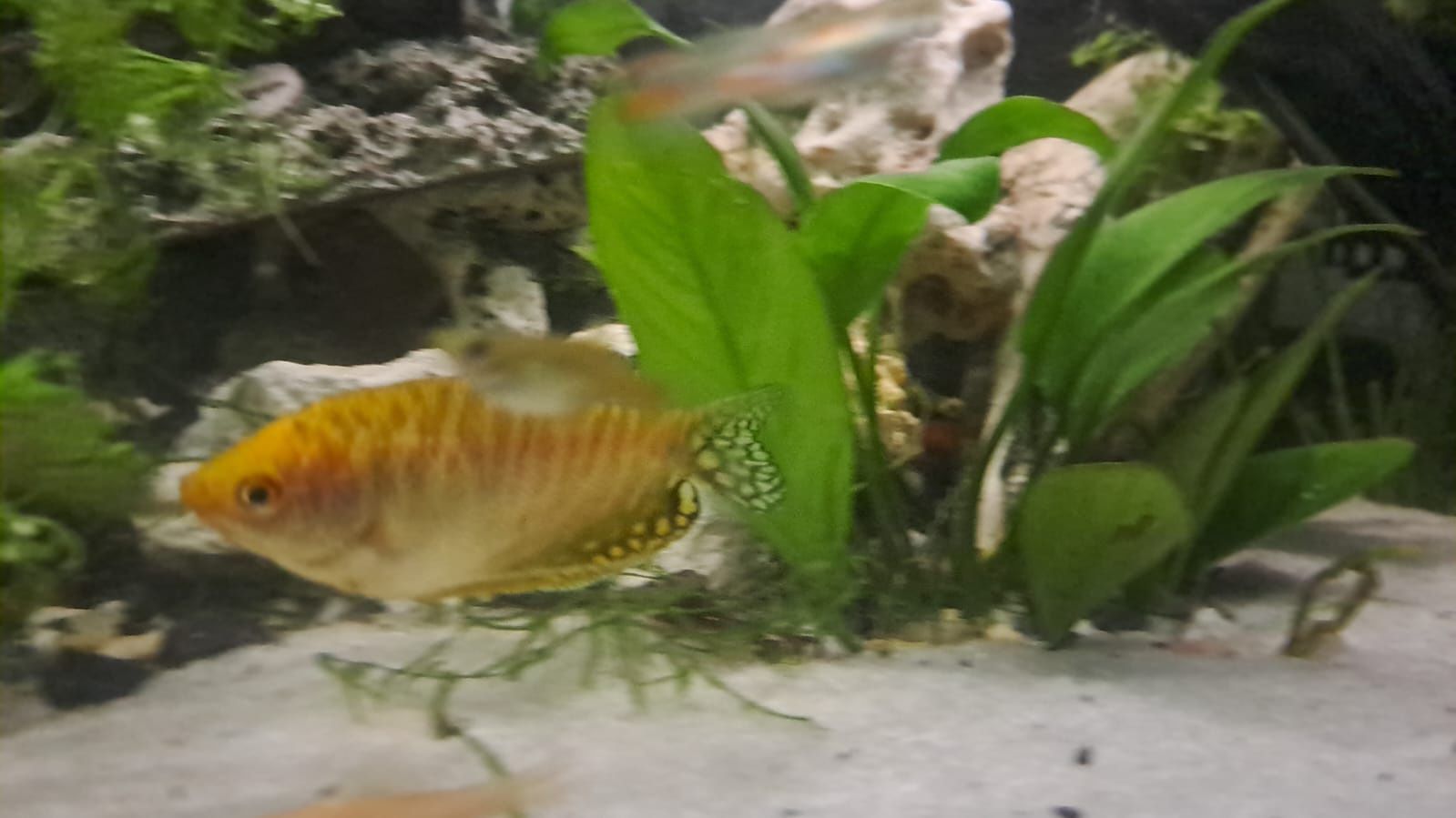 Peixe Gourami Dourado