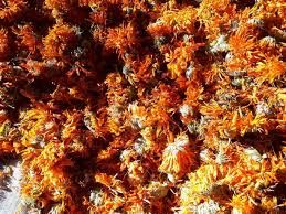 Календула. Нагідки квіти.