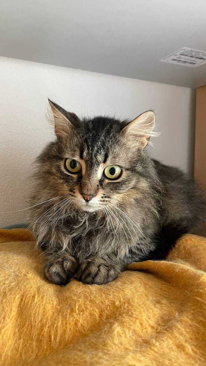 Котик Нікі залишився без дому
