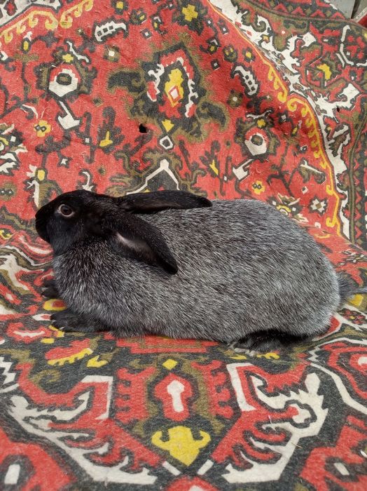 Кролі кролики полтавське срібло