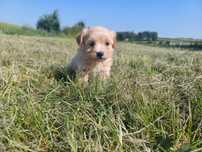 Piesek maltipoo/ pudel