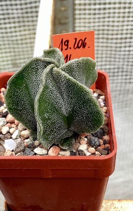 Astrophytum myriostigma - kaktus, sukulent