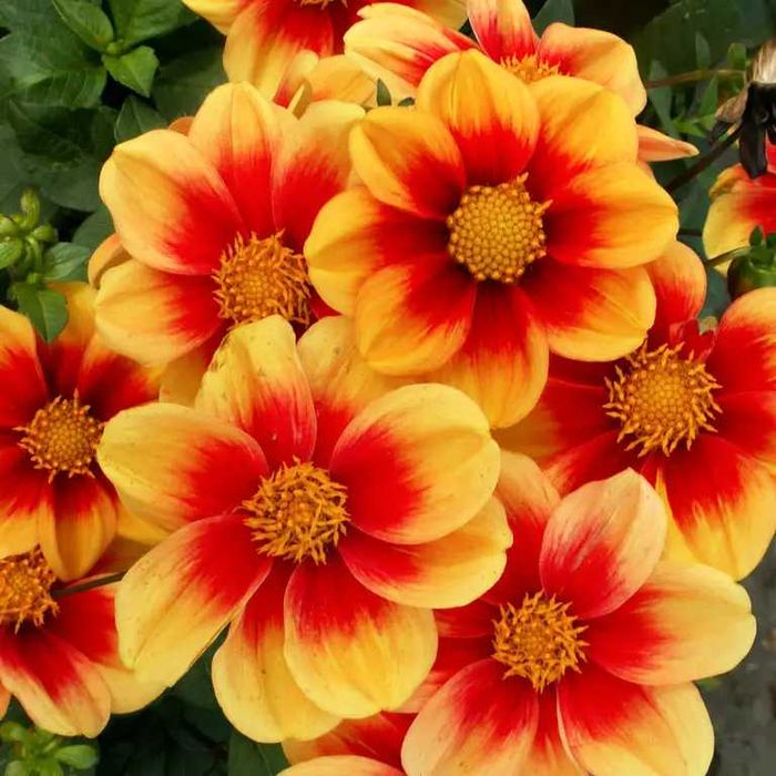 Dalia mix 2 karpy FANCY Pants, Rebecas World, Biała pompon., Schloss