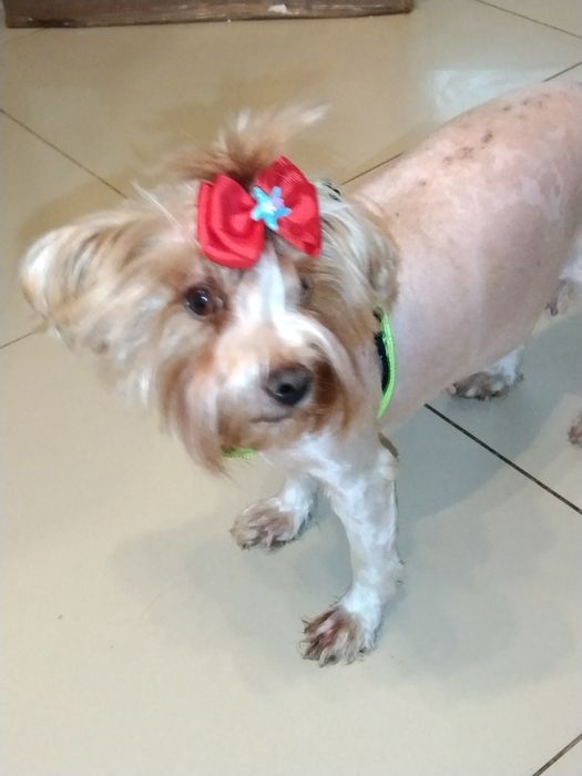 York goldust dorosła suczka