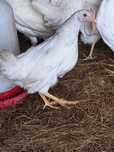 Młode kury leghorn 16tygodni.
