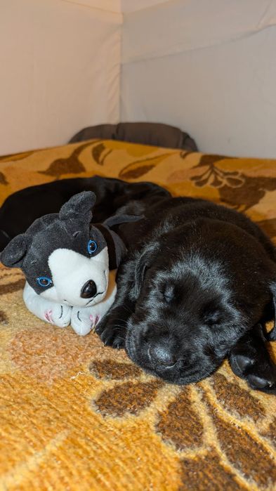 Labrador szczeniak czarny (suczka ) z rodowodem