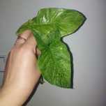 syngonium mojito szczyt