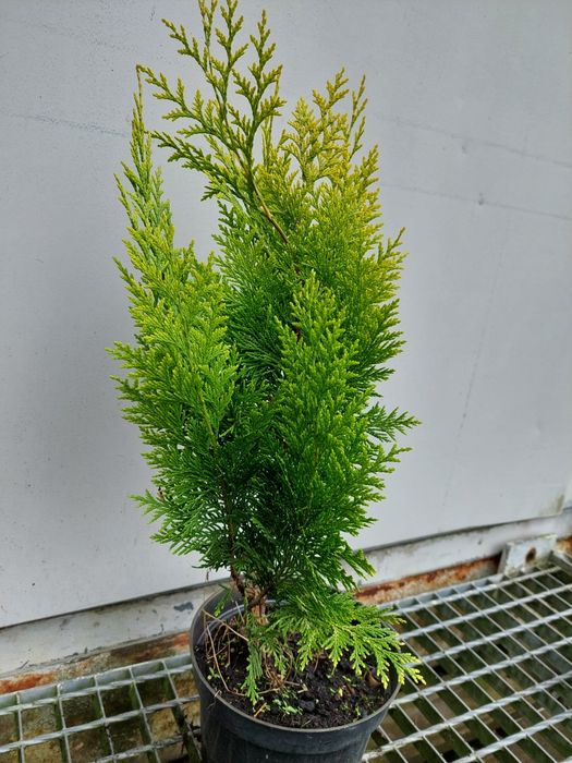 Cyprysik lawsona ivone 45-65cm doniczka 2l