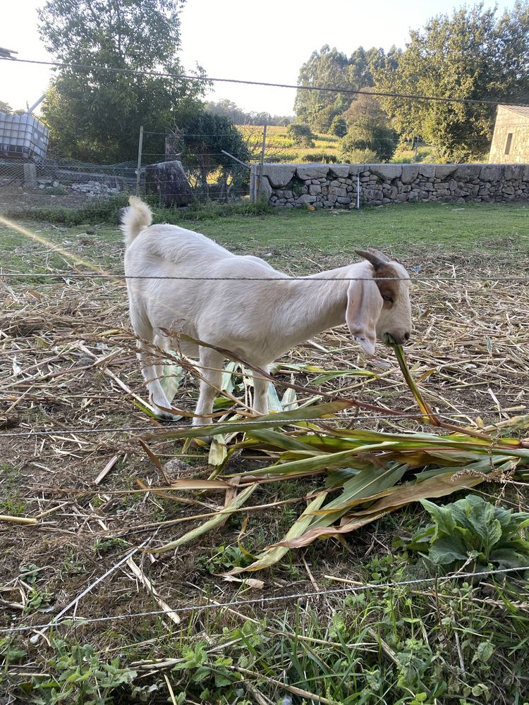 Cabrita boer puro
