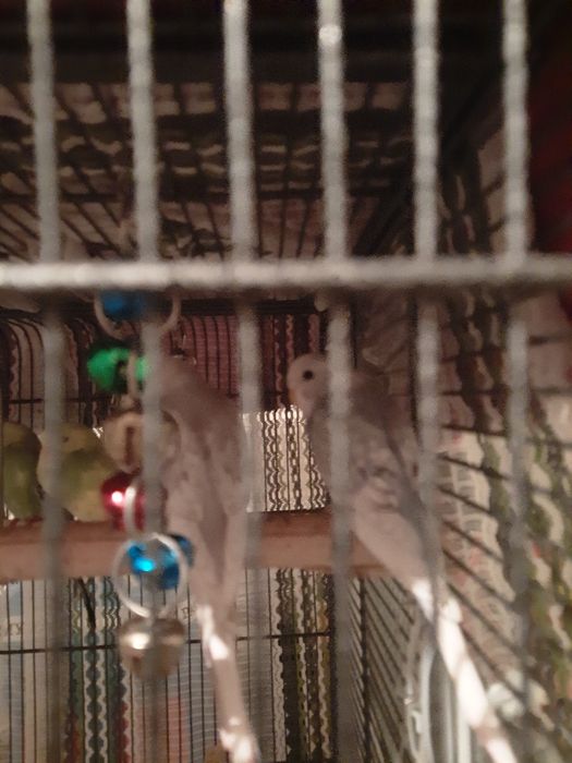 Sprzedam papugi faliste