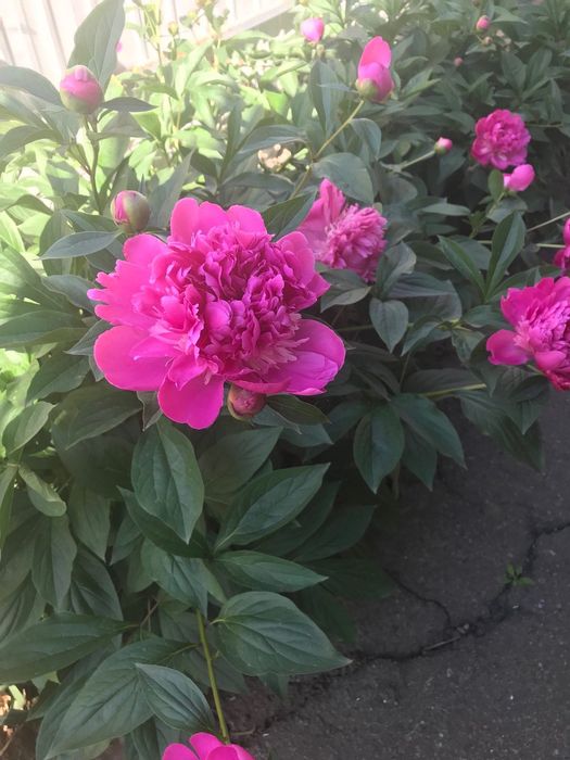 Садові квіти / садовые цветы не дорого