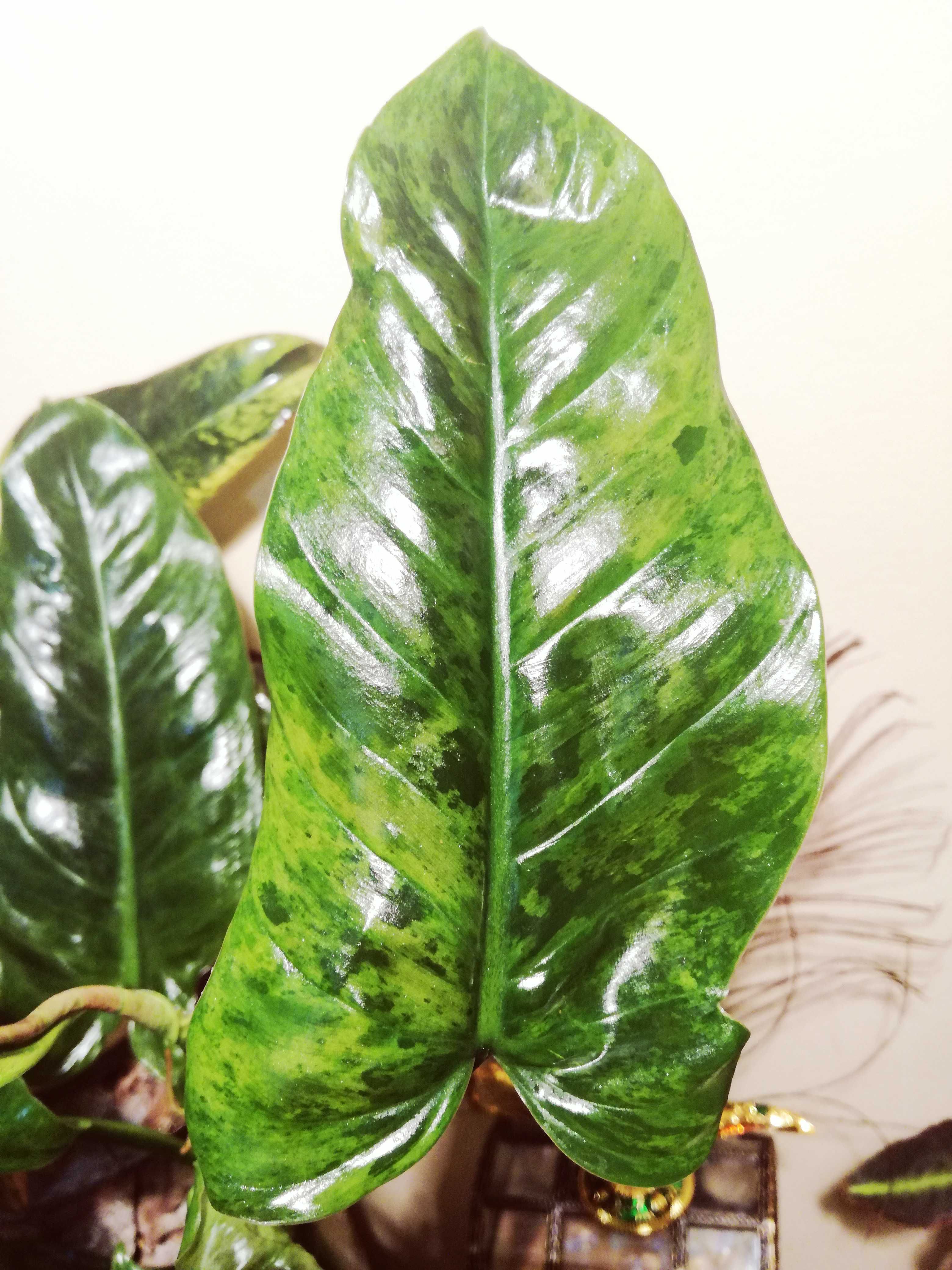 Philodendron Subhastatum Variegata UNIKAT kolekcja kwiat filodendron