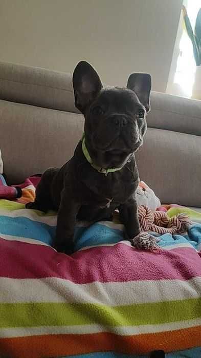 Ostatni do odbioru Buldog francuski BLUE pies piesek rodowód szczeniak