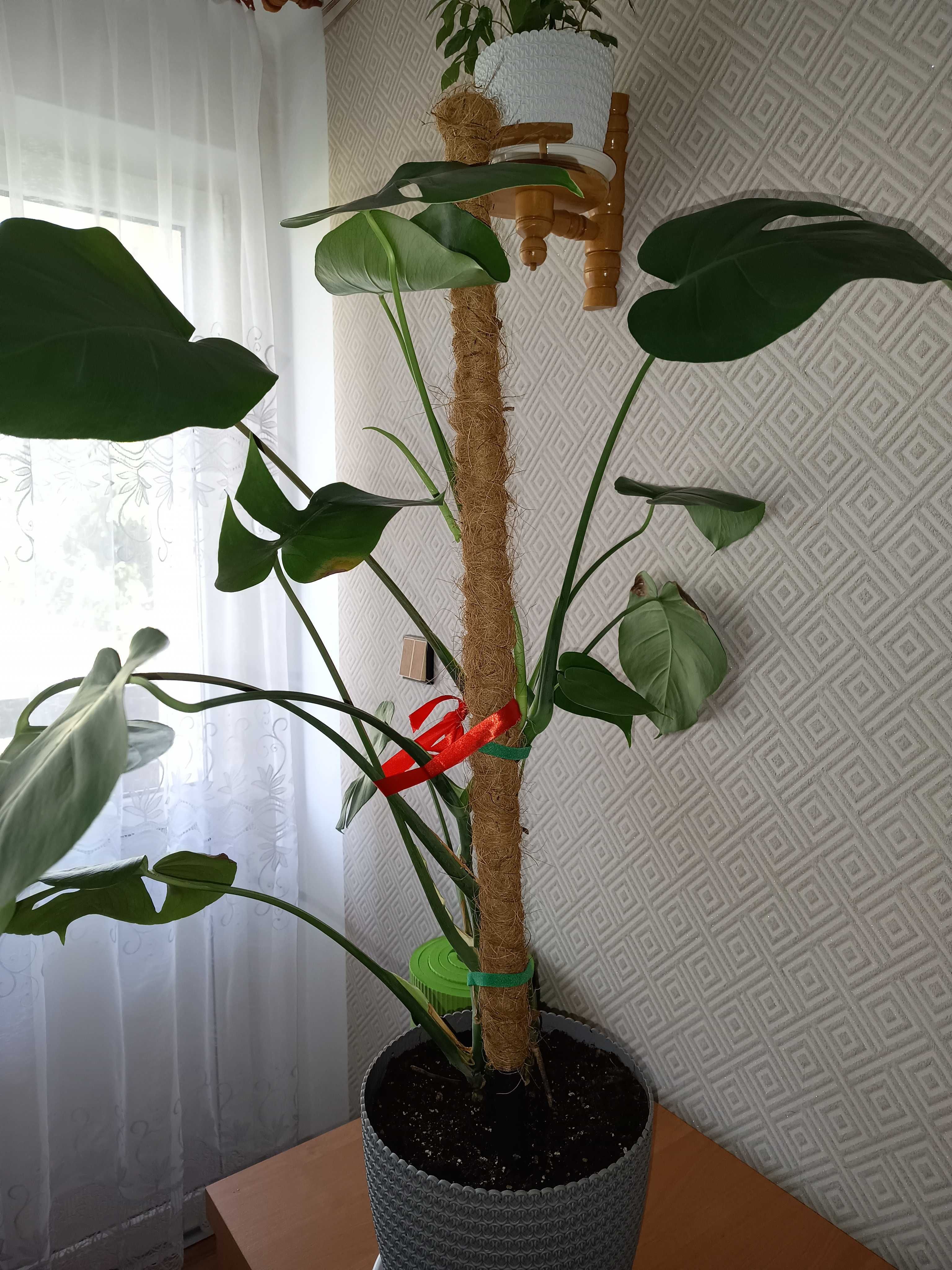Monstera wysokość 78 cm plus kaktusy i sanserrweria