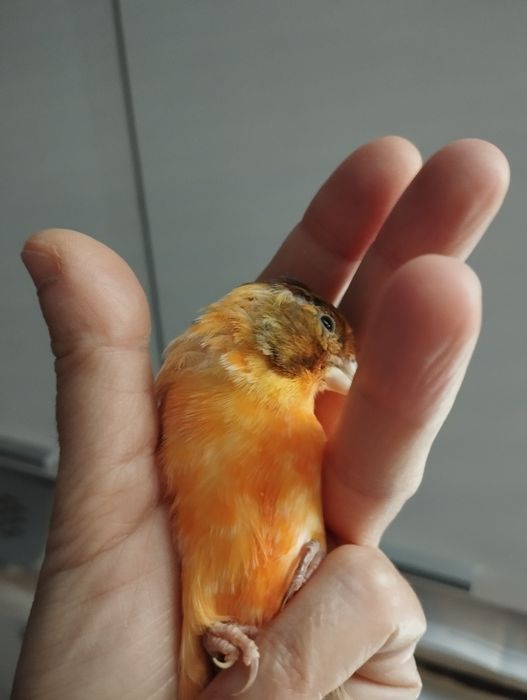 Kanarek czerwony szek 2025 Wysyłka Bla Car, dowóz