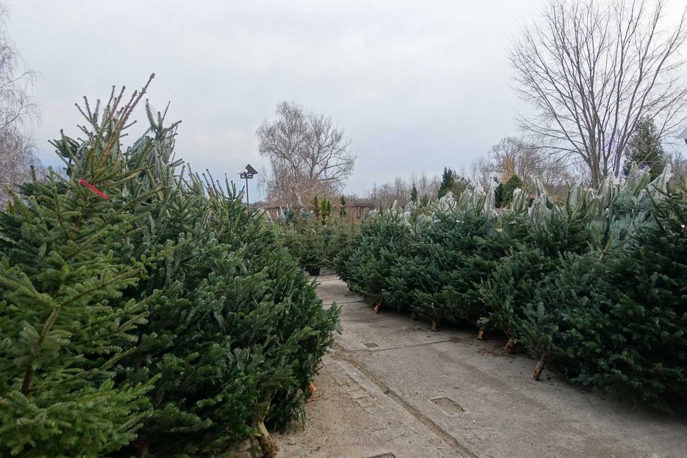 CHOINKI ŁÓDŹ EXTRA Jodła cięta, Świerk, Jodła rosnące w donicach