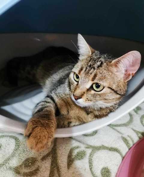 Кошечка Марго, 3 года, ищет дом и семью! Кошка кот