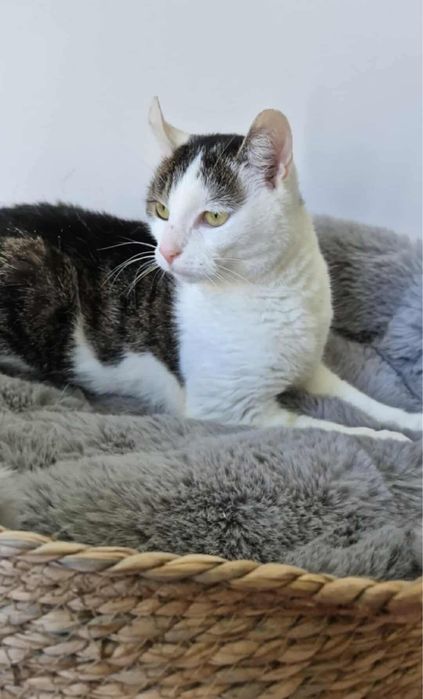 Urocza Fruzia do adopcji