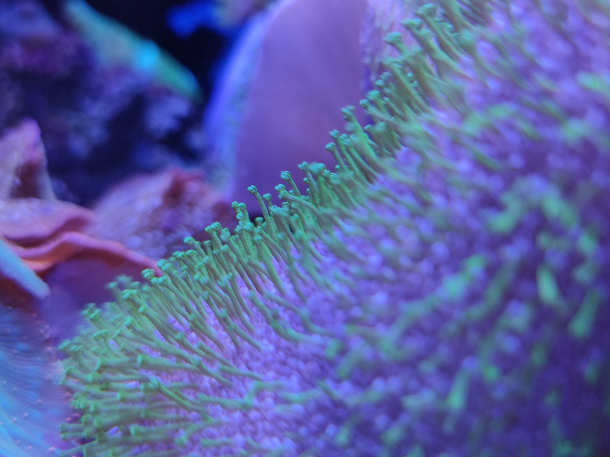 Коралл для морского аквариума саркофитон