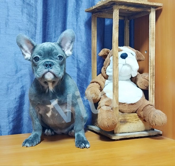 Французька булочка блакитного окрасу.