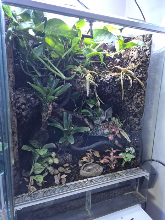 Terrarium z gekonami orzęsionymi