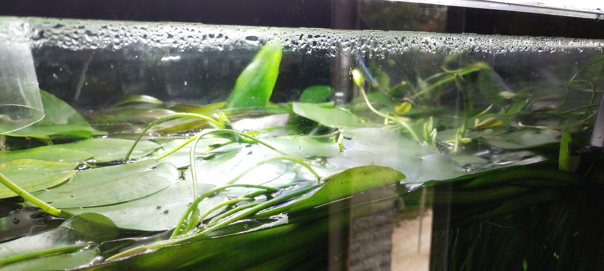 Hydrokleja, roślina do akwarium