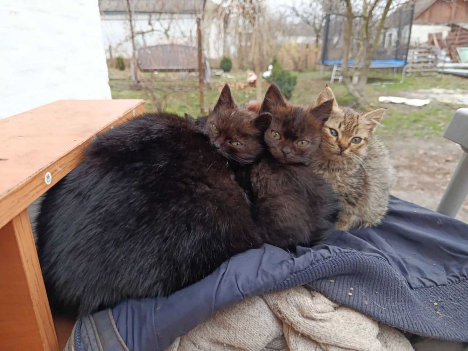 Чорні кошенята гарненькі