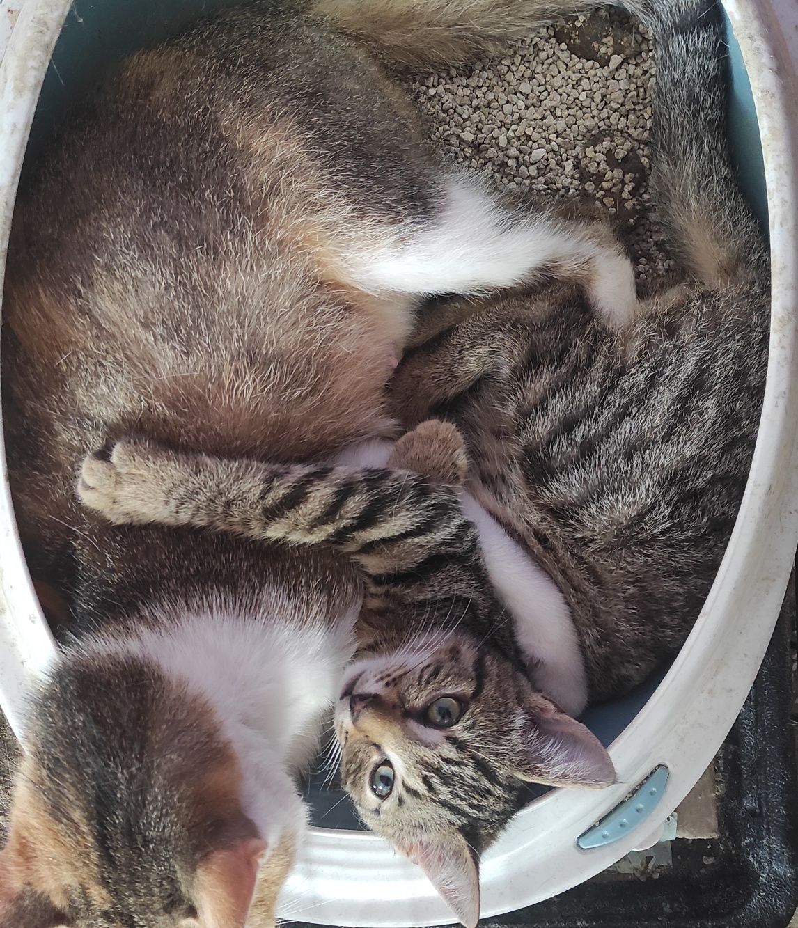 Roczna koteczka trikolorka Kizia do adopcji