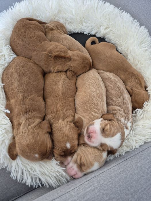 Cockapoo f1 Cocker spaniel & Pudel