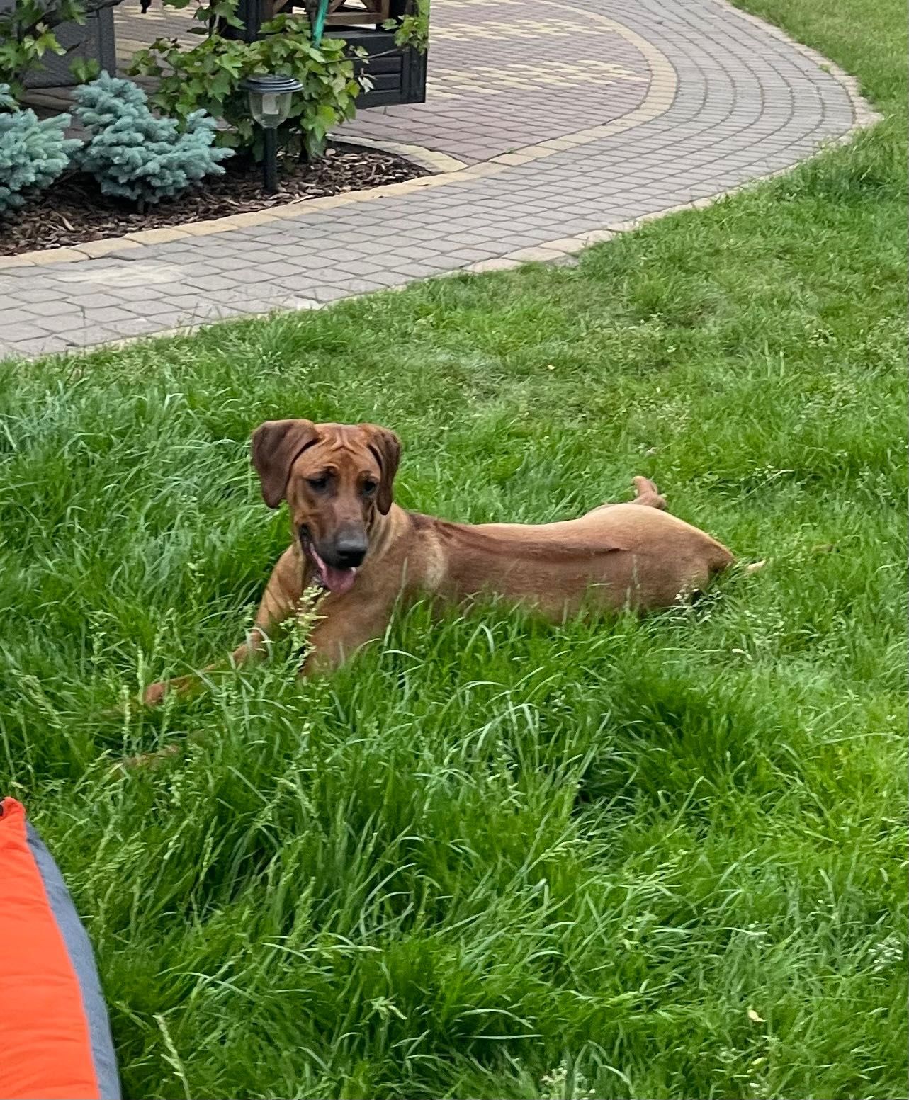 Rhodesian Ridgeback HELA dziewczynka po Championach z dokumentami ZKwP