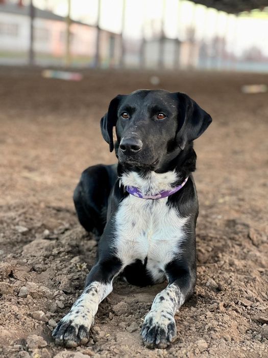 Пропала собака Правый