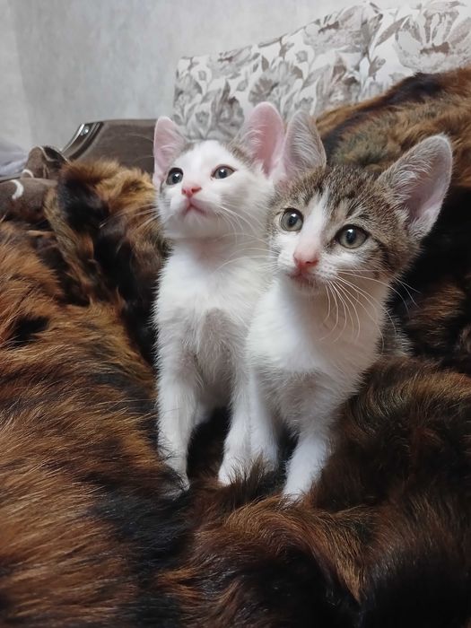 КОШЕНЯТА в добрі руки